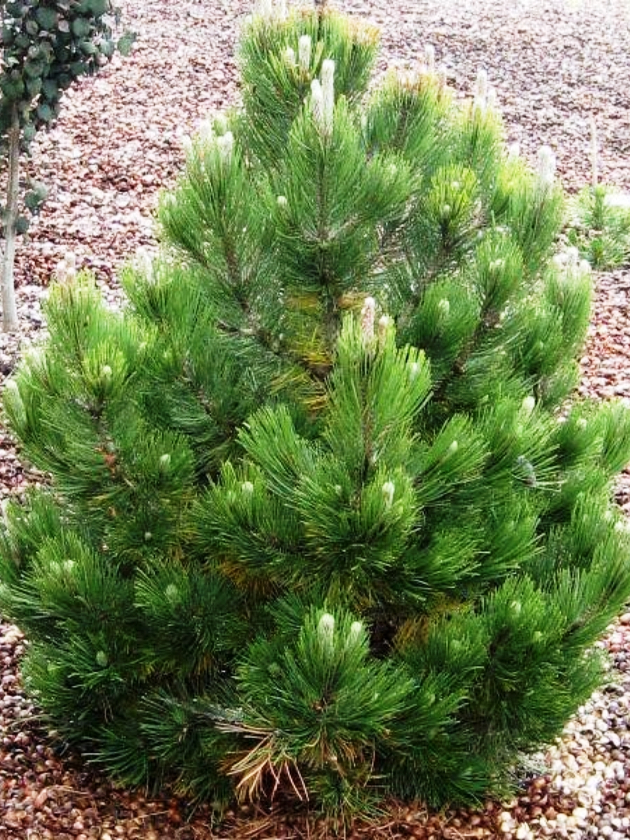 Pinus heldreichii