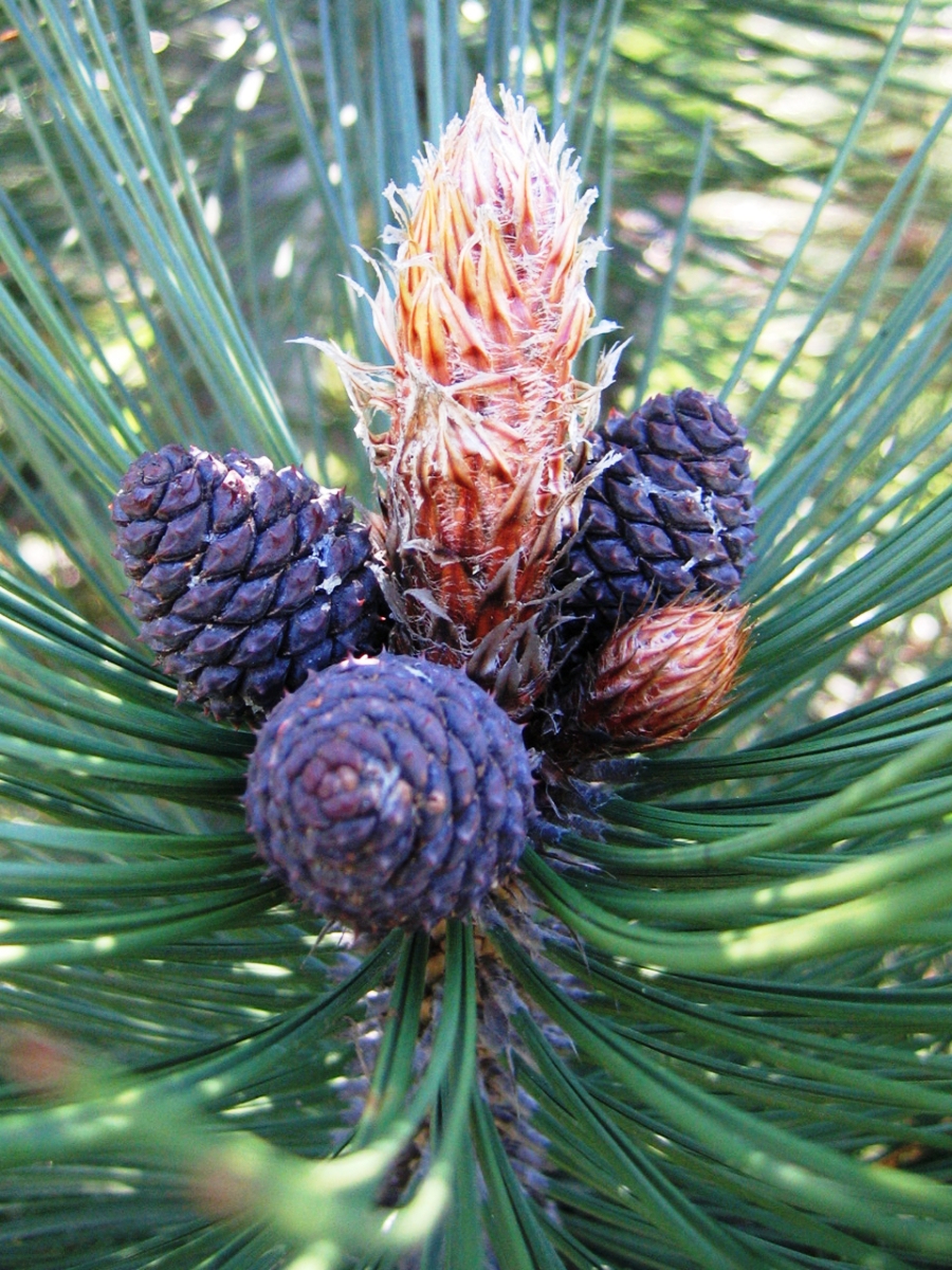 Pinus heldreichii. Pinus heldreichii (сосна гельдрейха) &#039;satellit&#039;. сосна белокорая сателлит. сосна гельдрейха белокорая. сосна pinus leucodermis.