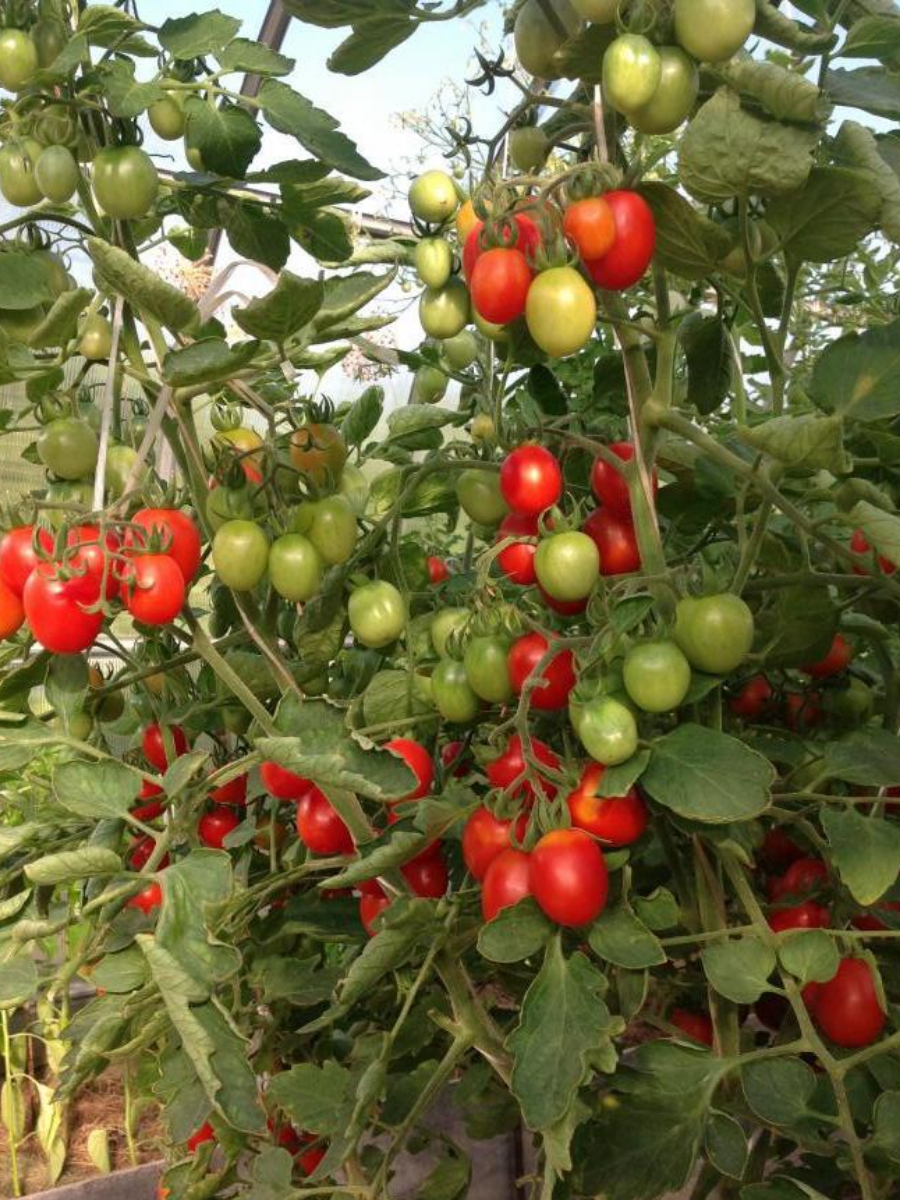 Томат principe borghese. Помидоры принц боргезе семена. Помидоры принц боргезе семена. Томат боргезе отзывы. Черри принц боргезе.