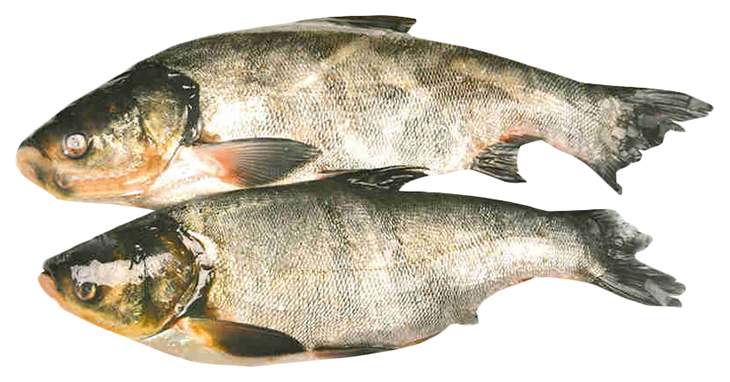 Купить толстолобик охлажденный непотрошеный с головой +- 1 кг, цены на Мегамаркет | Артикул: 100029460055