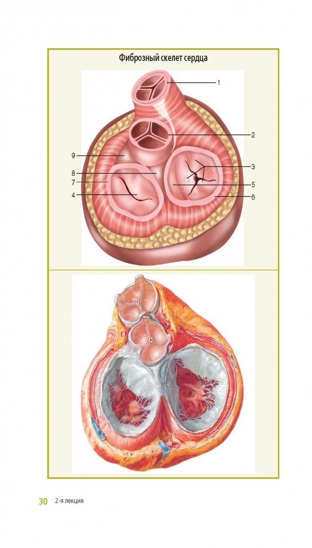 Клиническая анатомия. Клиническая анатомия сердца Каган. Фиброзный остов сердца. Анатомия сердца книга. Сердце учебник анатомии.