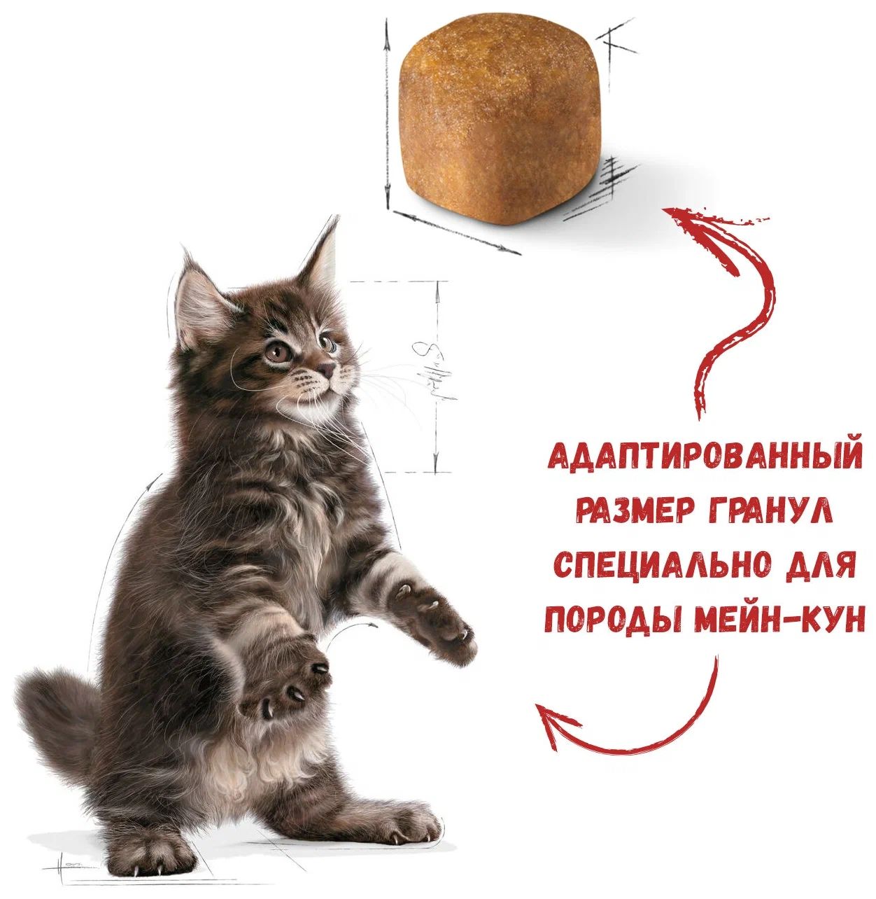 Royal canin мейн кун