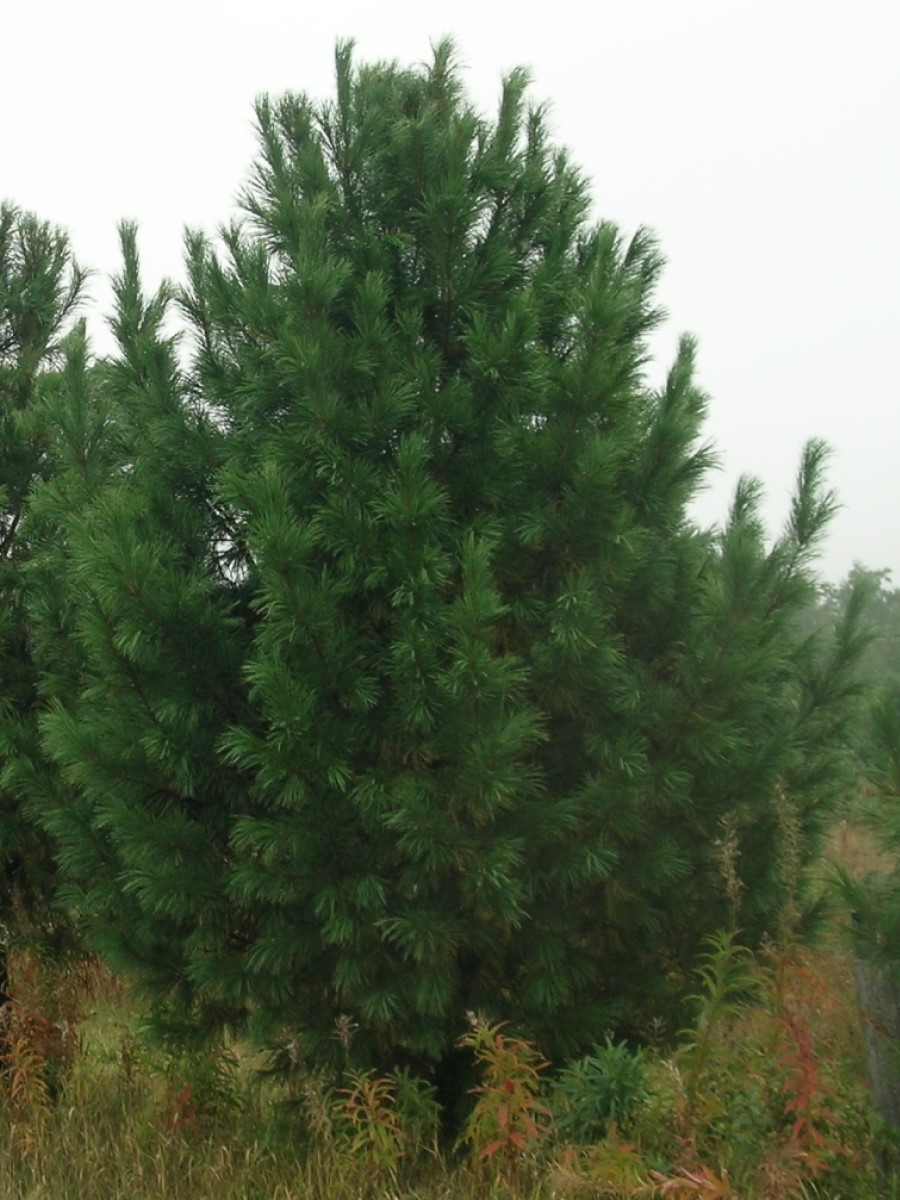 Кедр в красной книге. Информация про кедр. Сосна кедровая сибирская. Сосна́ сиби́рская кедро́вая (pínus sibírica). Сибирский кедр деревья сибири.