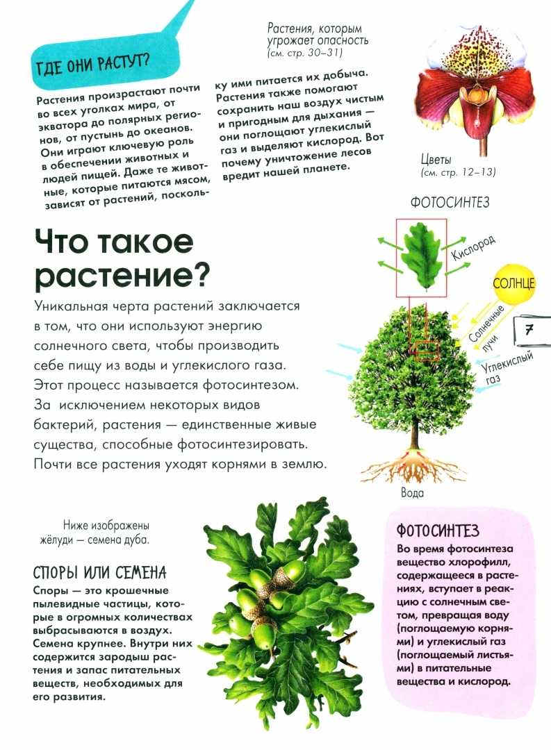 Растения - купить детской энциклопедии в интернет-магазинах, цены на  Мегамаркет | 1282