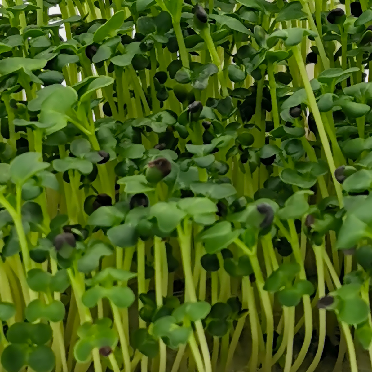 Микрозелень сои. Мизуна микрозелень. микрозелень mgreen`s. кольраби микрозелень. микрозелень брокколи.