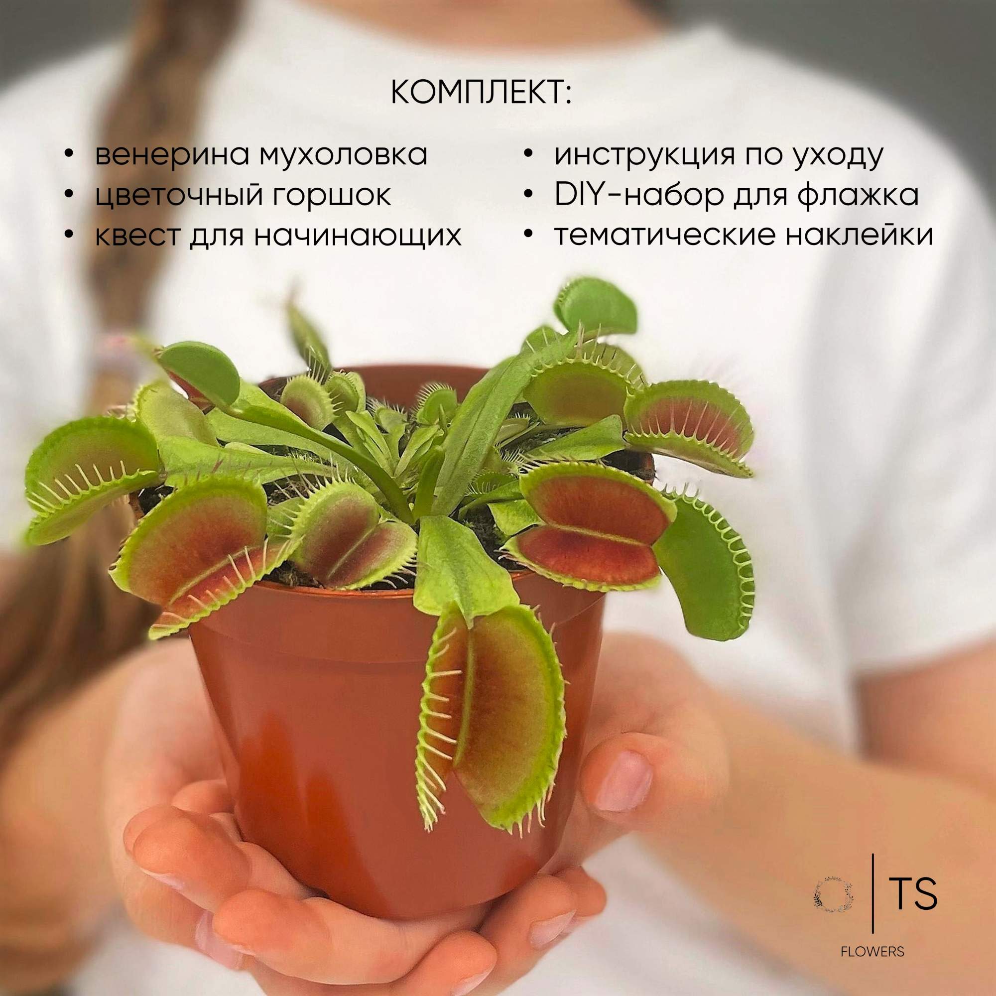 Венерина Мухоловка TS-Flowers серый горшок 10 см – купить в Москве, цены в  интернет-магазинах на Мегамаркет