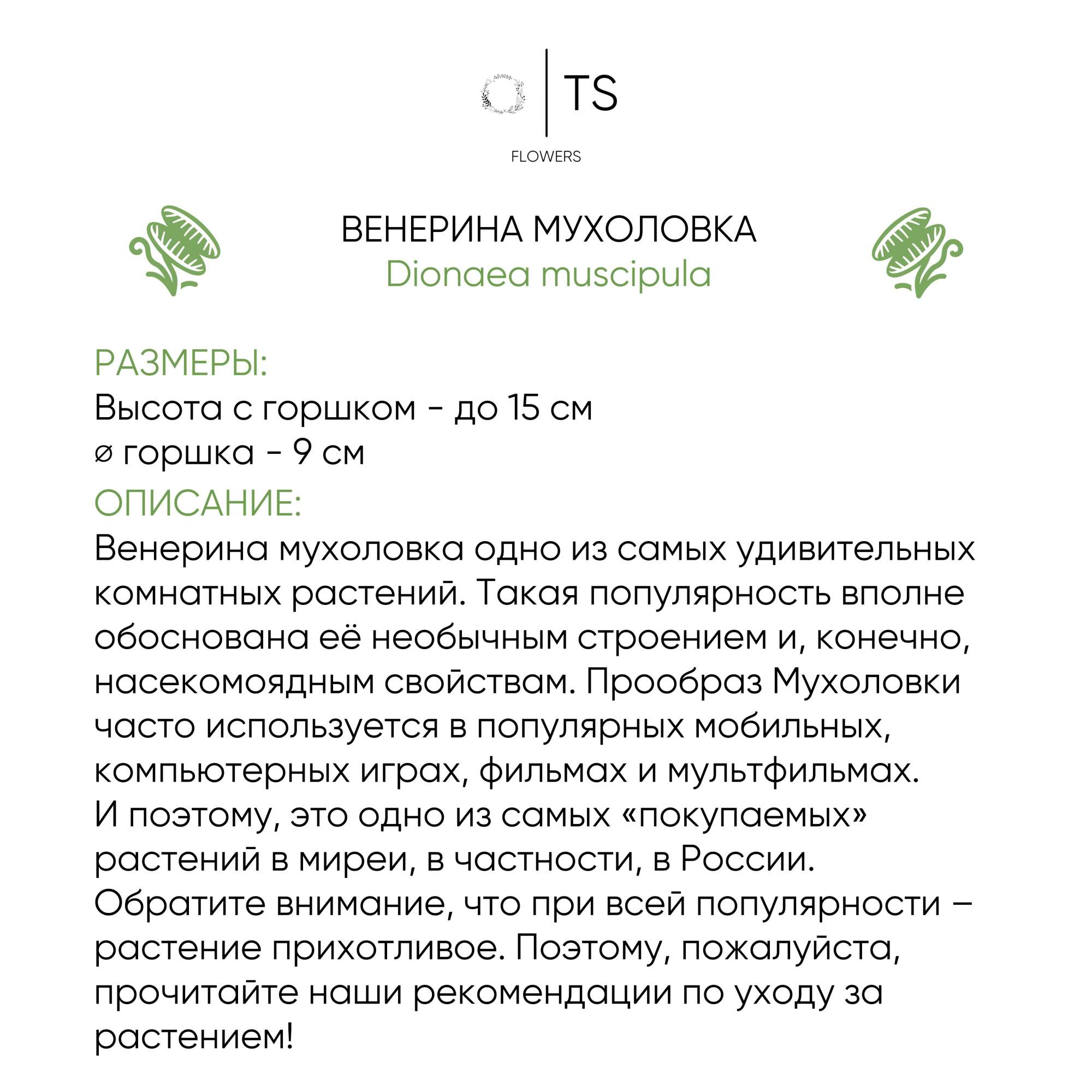 Венерина Мухоловка TS-Flowers серый горшок 10 см – купить в Москве, цены в  интернет-магазинах на Мегамаркет