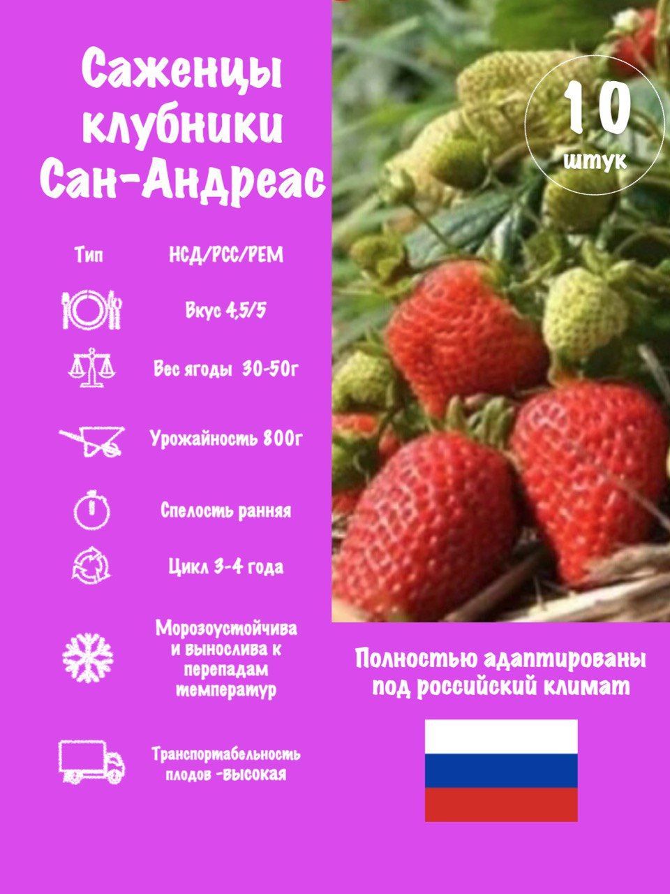 Клубника Азия купить в Москве, растения по цене от 490 руб. в питомнике и интерн