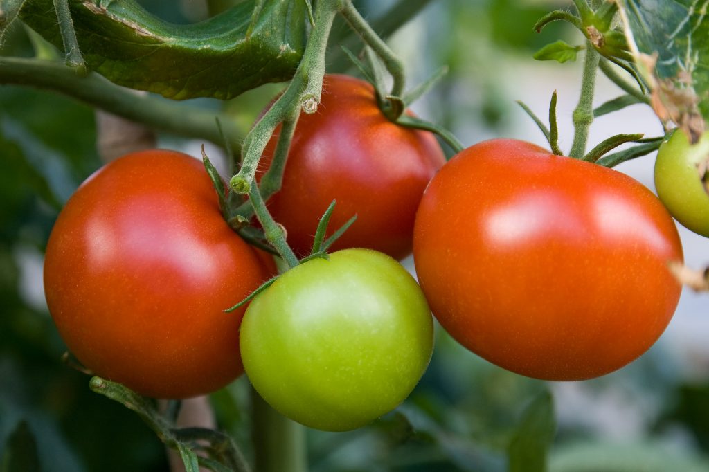 Седек томат ямал 200. Седек томат ямал 200 0,1 гр. Томаты сорт ямал. Сорт томата якут. Томаты сорт ямал.