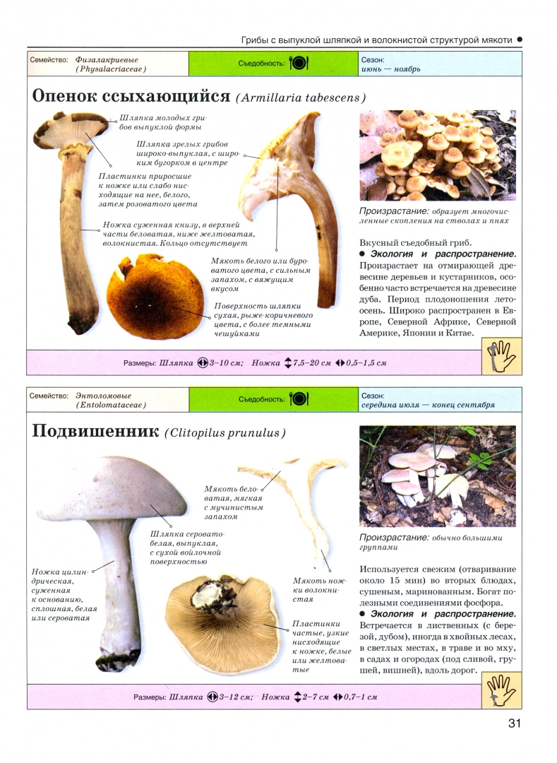 Грибы Съедобные и несъедобные Собираем и готовим Большая энциклопедия  Поленов А.Б. - купить дома и досуга в интернет-магазинах, цены на  Мегамаркет |