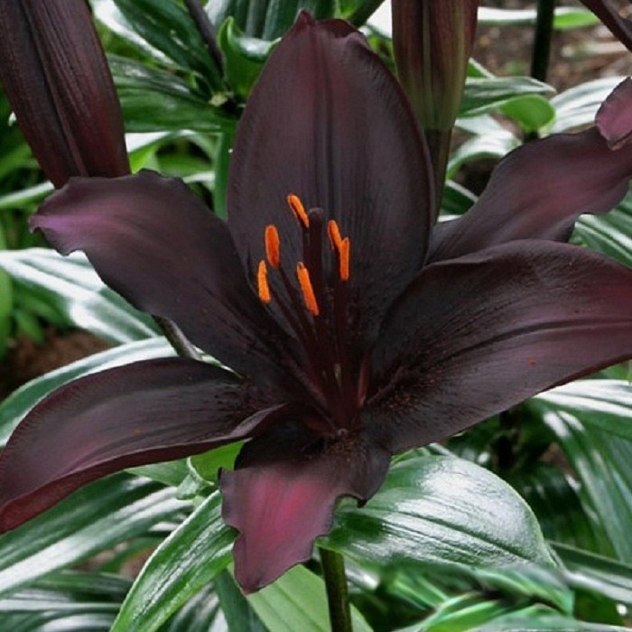 Archives des Lilium noir Seltsame pflanzen, Schöne blumen, Exotische blumen
