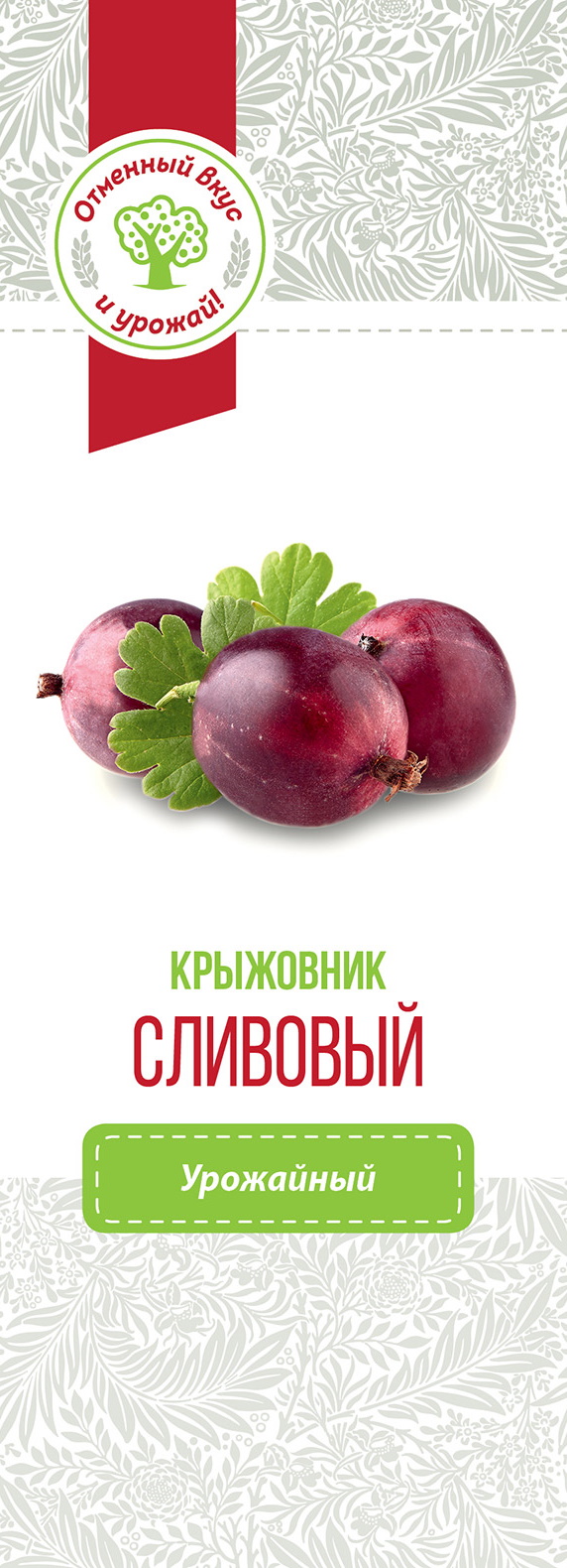 Крыжовник сливовый. Крыжовник слива.