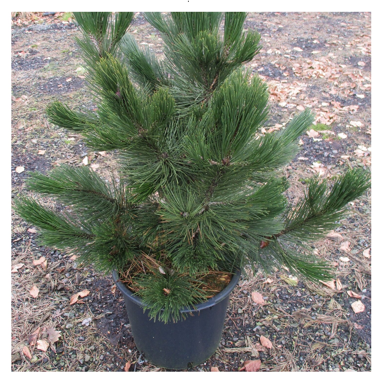 Pinus heldreichii