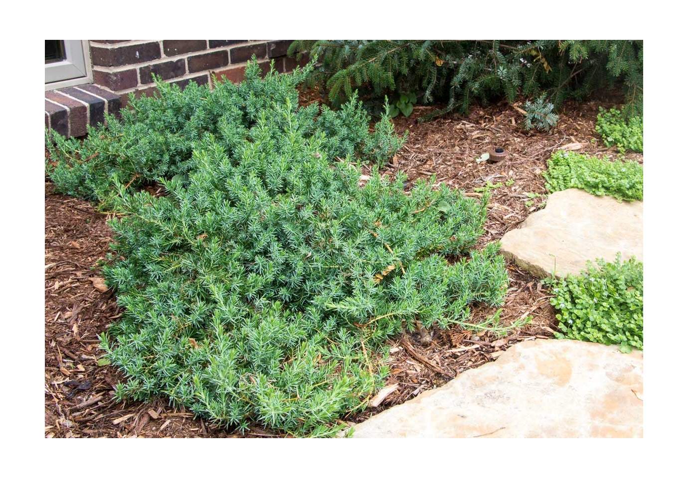 Можжевельник пфитцериана минт джулеп. Можжевельник виргинский грей оул. Juniperus horizontalis andorra compact можжевельник. Мож под. Можжевельник казацкий тамарисцифолия.