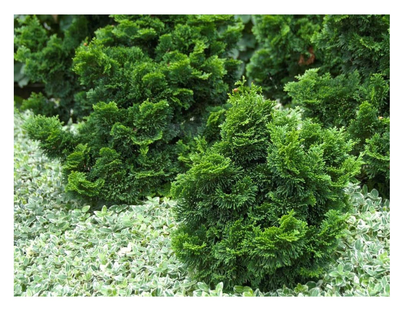 Chamaecyparis nana. Кипарисовик(chamaecyparis) nana gracilis. Chamaecyparis nana. Кипарисовик(chamaecyparis) nana gracilis. Chamaecyparis nana.