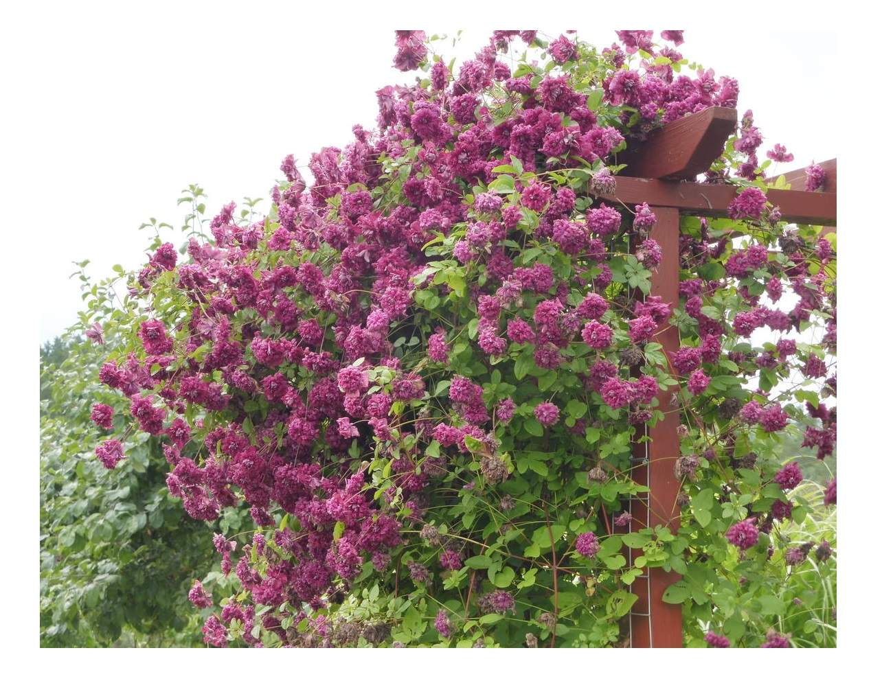 Клематис purpurea plena elegans. Пурпуреа плена элеганс. Клематис фиолетовый пурпуреа плена элеганс. Пурпуреа плена элеганс. Сорт плена.