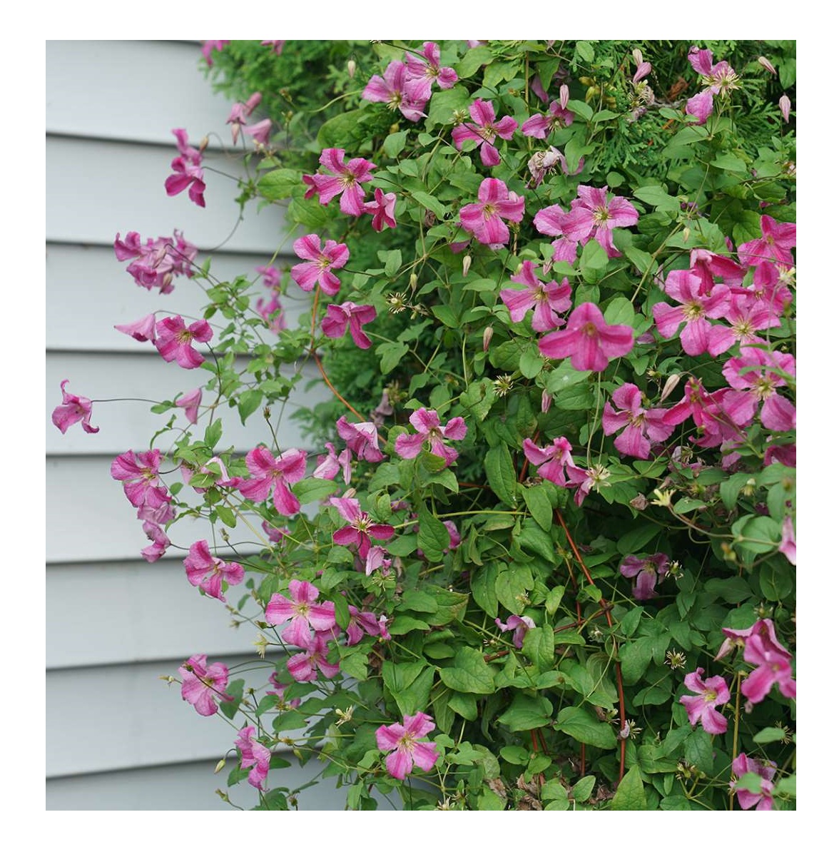 Клематис чейндж оф харт. Клематис mazurek мазурек. Клематис мазурек. Клематис краковиак. Мазурек клематис описание.