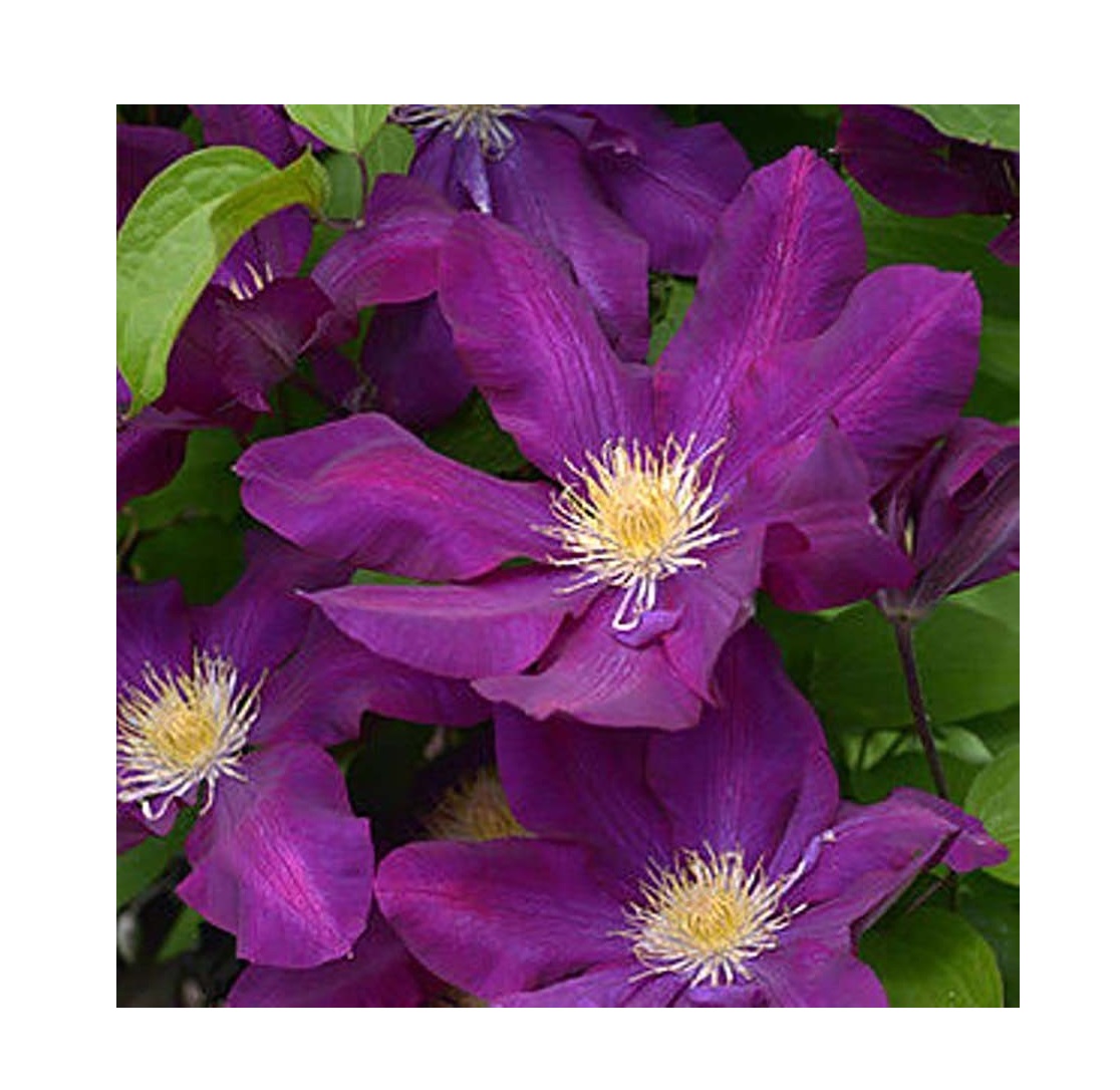 Клематис гибридный виола. Клематис лех. Клематис лех валенса. Клематисы лех качински. Клематис лех валенса описание.