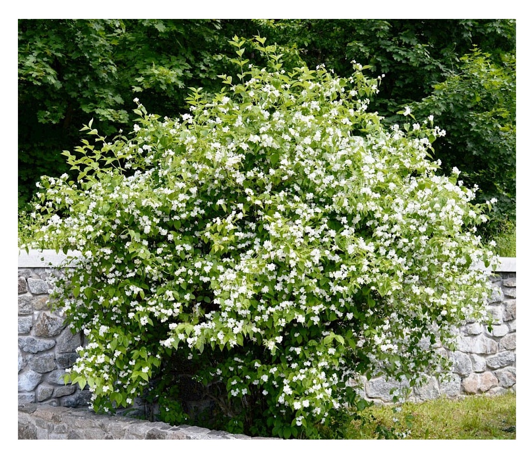 Благоухающий куст. Чубушник венечный. Чубушник венечный (Philadelphus coronarius). Чубушник филадельфус.