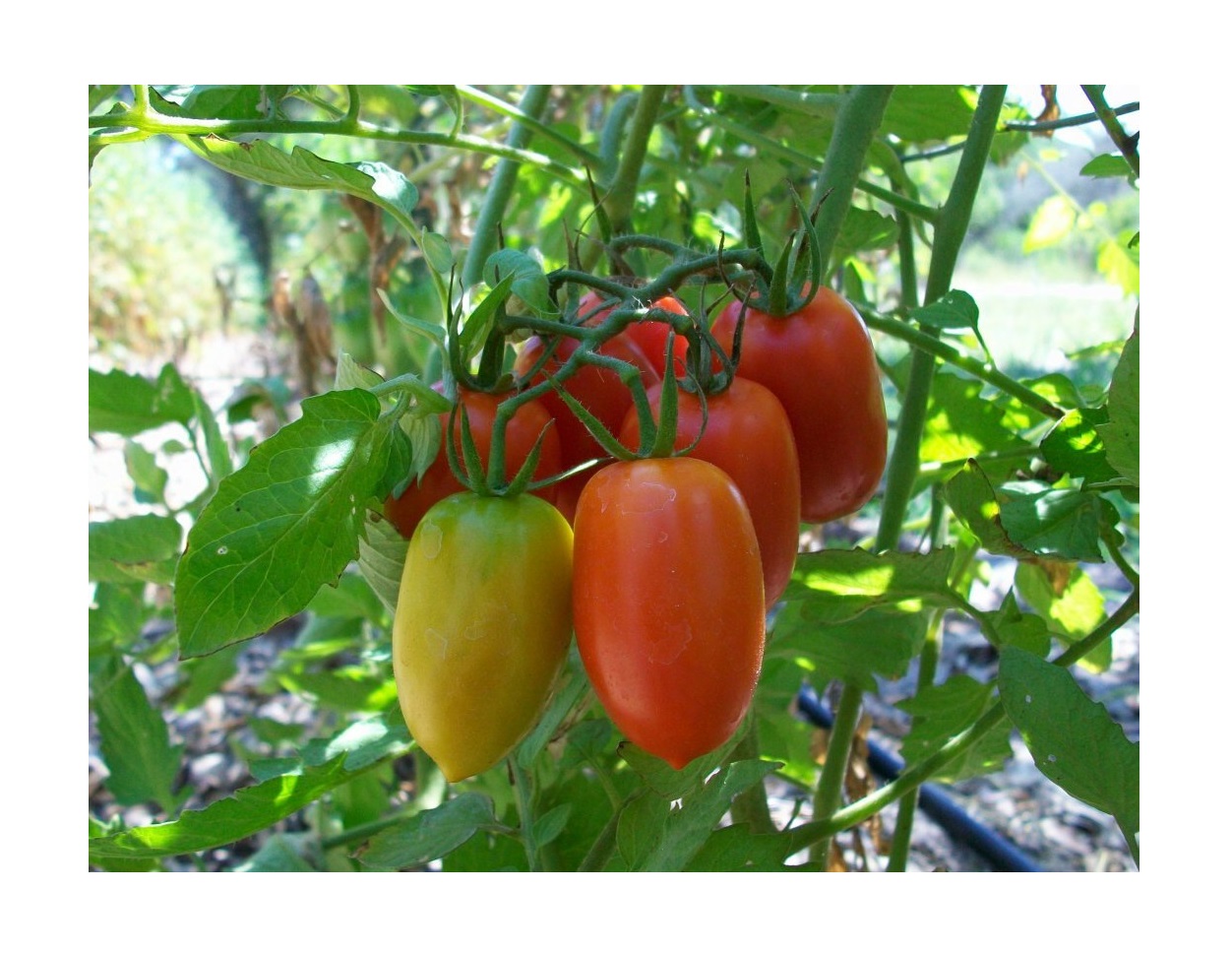 Челнок томат описание и отзывы фото Рассада томат Челнок Агродекор AGRO4674 - купить в Москве, цены на Мегамаркет 10