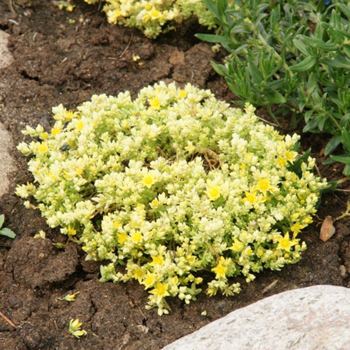 Очиток седум еллоу. Очиток желтый лесной. Очиток камчатский. Седум еллоу квин. Седум гибридный йеллоу ксенокс.