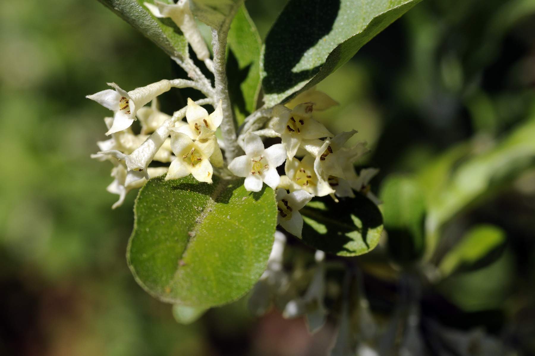 Лох гуми фото. Лох многоцветковый гуми. Elaeagnus multiflora. Лох многоцветковый цветение. Гуми Монерон.