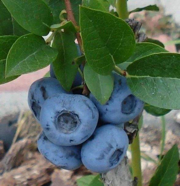 Саженцы голубики Чиппева купить в Москве по цене от 1 200 до 23590 руб. - питомн