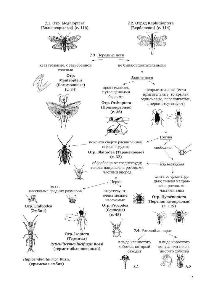 Атлас определитель жалящие насекомые. Семейства насекомых. Определитель насекомых. Определитель биология. Семейства насекомых таблица.
