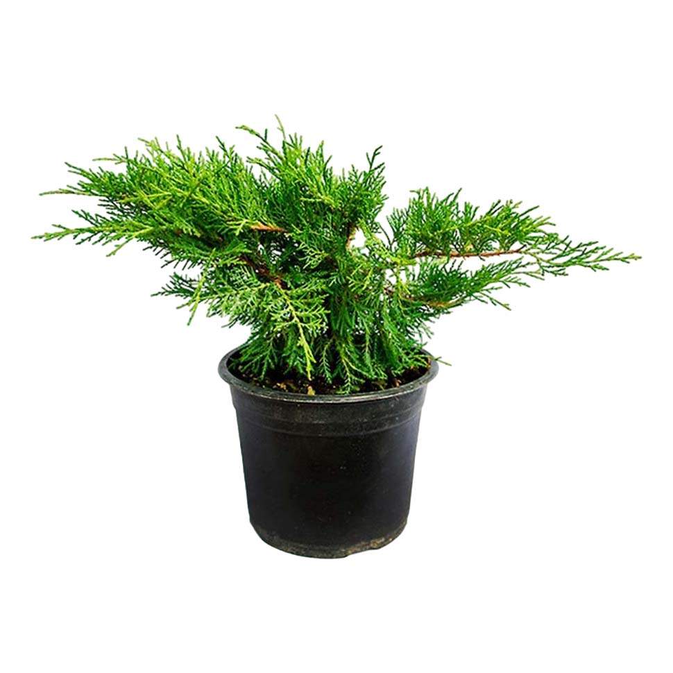 Купить Можжевельник В Ростове На Дону Недорого