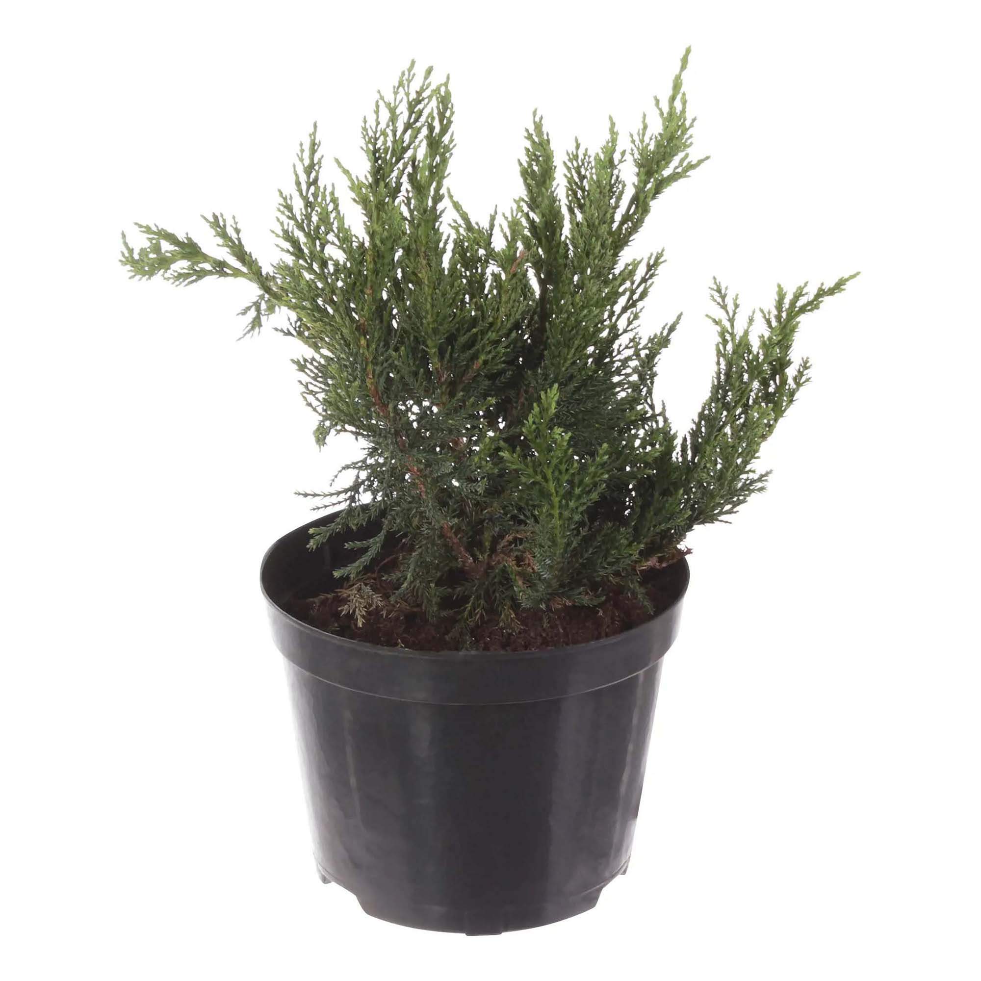 Купить Можжевельник В Ростове На Дону Недорого