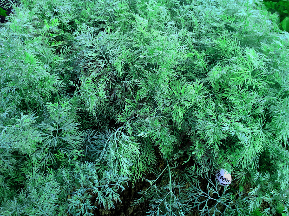 Семена укроп Аллигатор Plant 1 уп. - отзывы покупателей на Мегамаркет |  100032801938