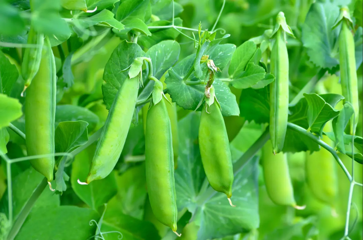 Семена горох Plant Детский 1 уп. - отзывы покупателей на Мегамаркет