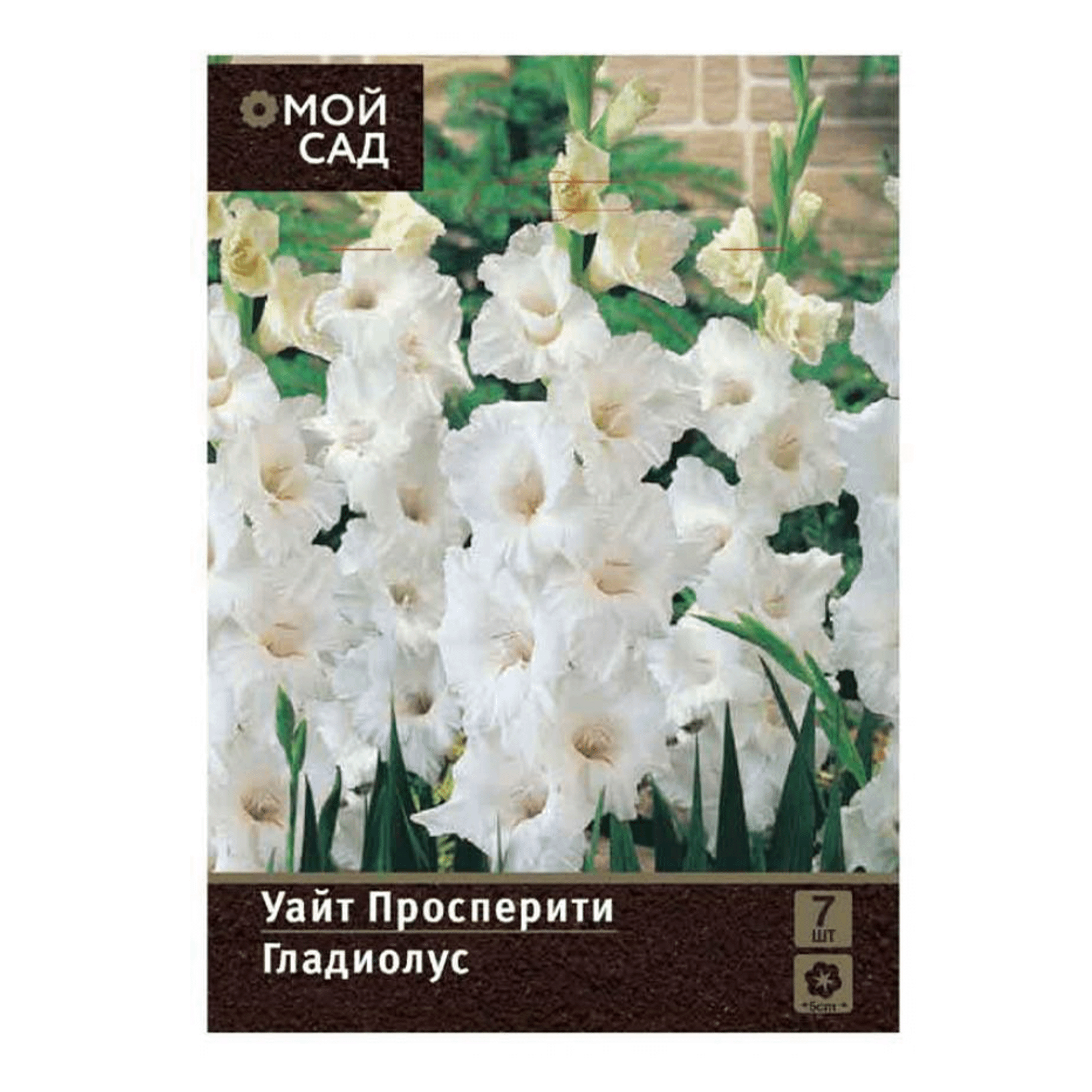 Г уайт. Гладиолус Уайт Просперити. Гладиолус Уайт Просперити фото и описание. Гладиолус Уайт Просперити фото и описание сорта отзывы.