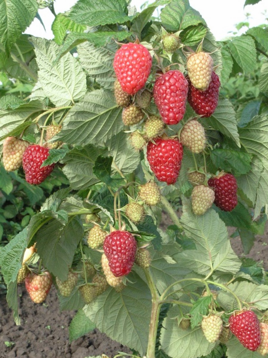 Малина ремонтантная рубиновое ожерелье. Малина грибановский. Малина ярославна. Куст малины. Поляна малина ремонтантная саженцы.