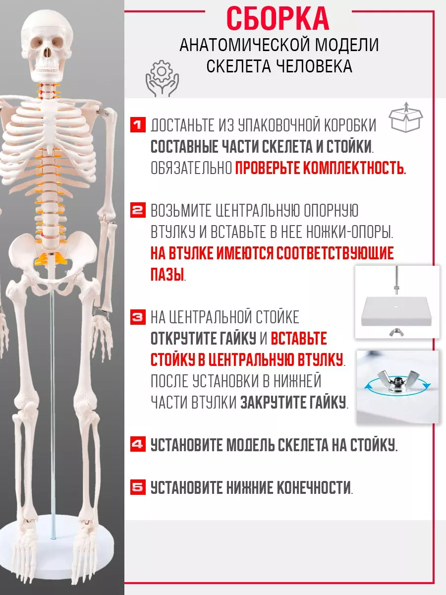 Модель Скелета Человека Купить