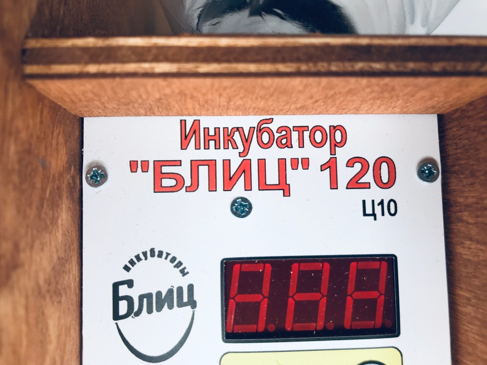 Блиц ц 10. Инкубатор «блиц» 120 цифровой. Инкубатор блиц 120ц10. Инкубатор блиц на 120 яиц. Инкубатор блиц 48ц10.