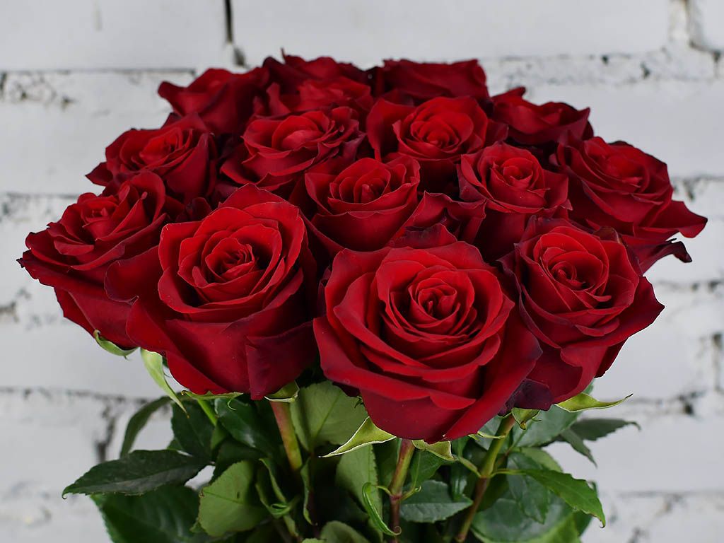 Купить Красные Розы