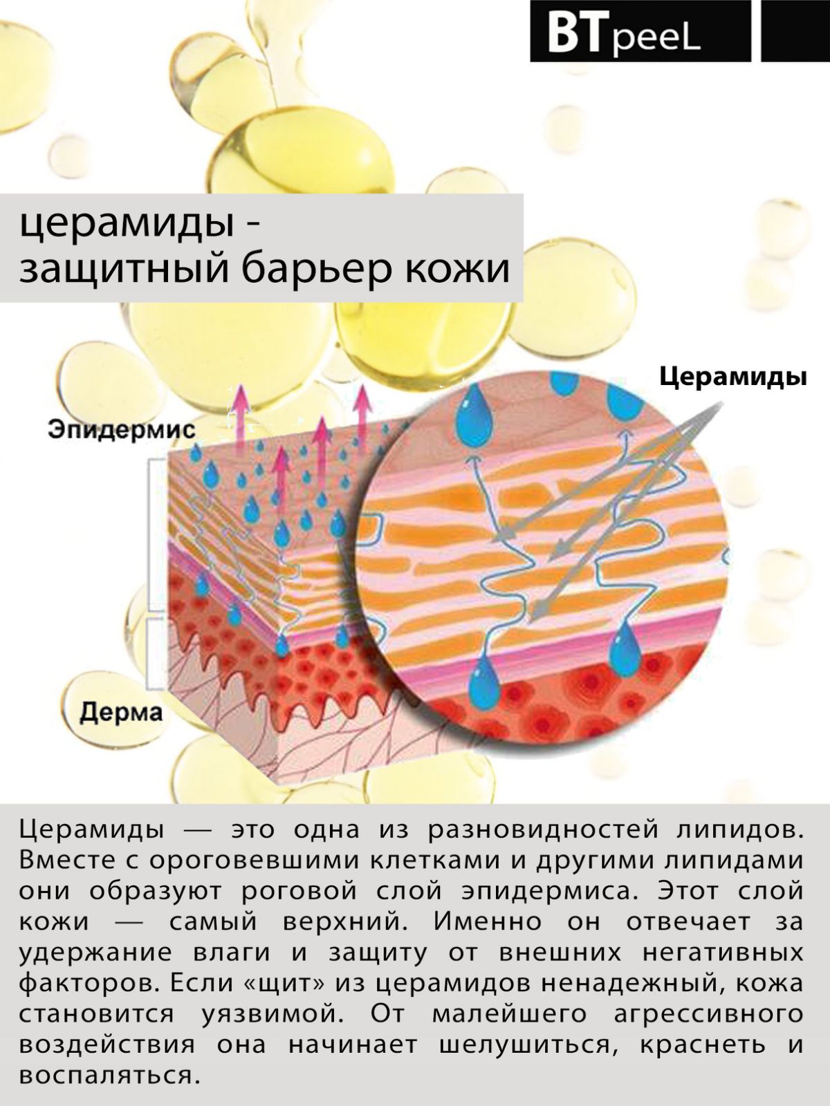 Церамиды для лица. Церамиды.