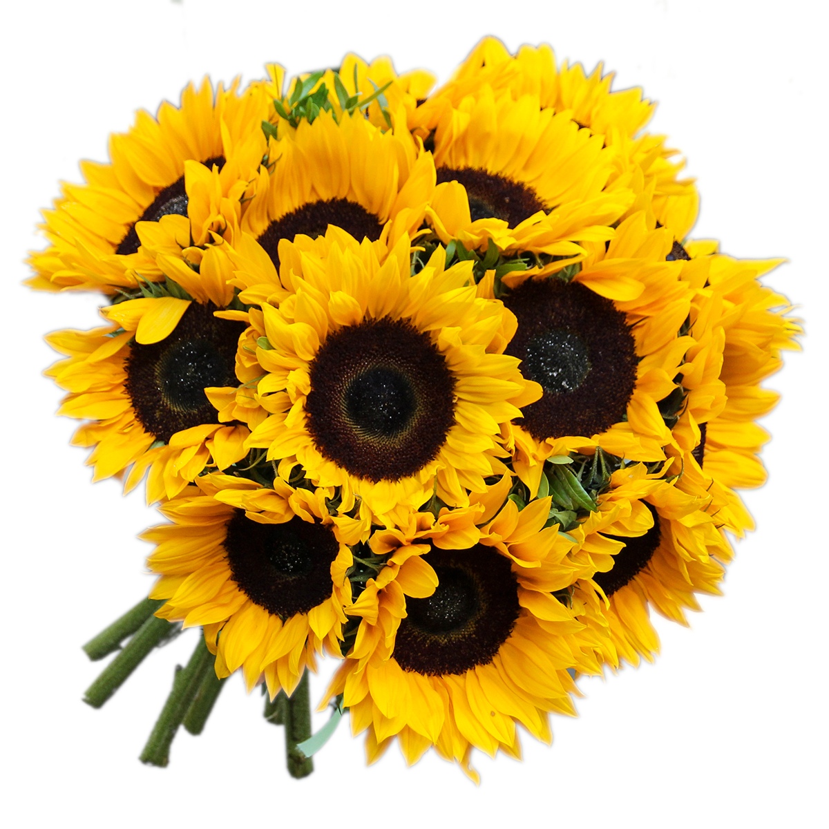 Подсолнухи букет картинки. Букет "подсолнух и ирис". Подсолнухи букет картинки. Гелиантус букет. Букет из декоративных подсолнухов.