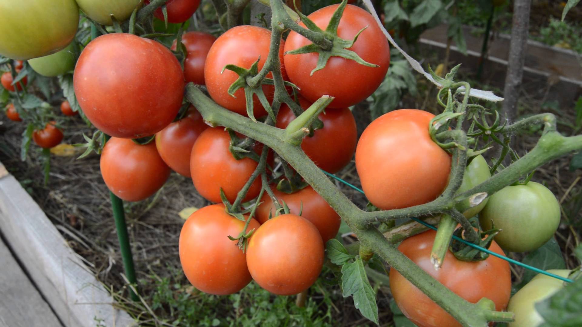 Семена томат Никола 27560 1 уп. - купить в Москве, цены на Мегамаркет