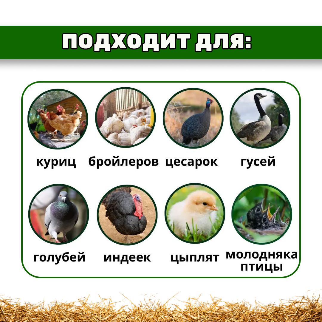 Продажа птиц - кормушка для курей