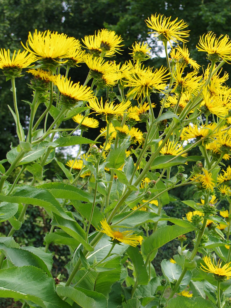 Девясил высокий фото и описание. Девясил трава. Девясил высокий (Inula Helenium l.). Девясил Восточный Inula orientalis. Девясил растение.