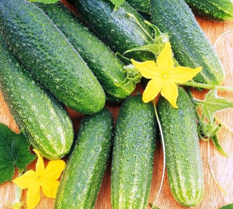 Купить Семена Огурца Кономор