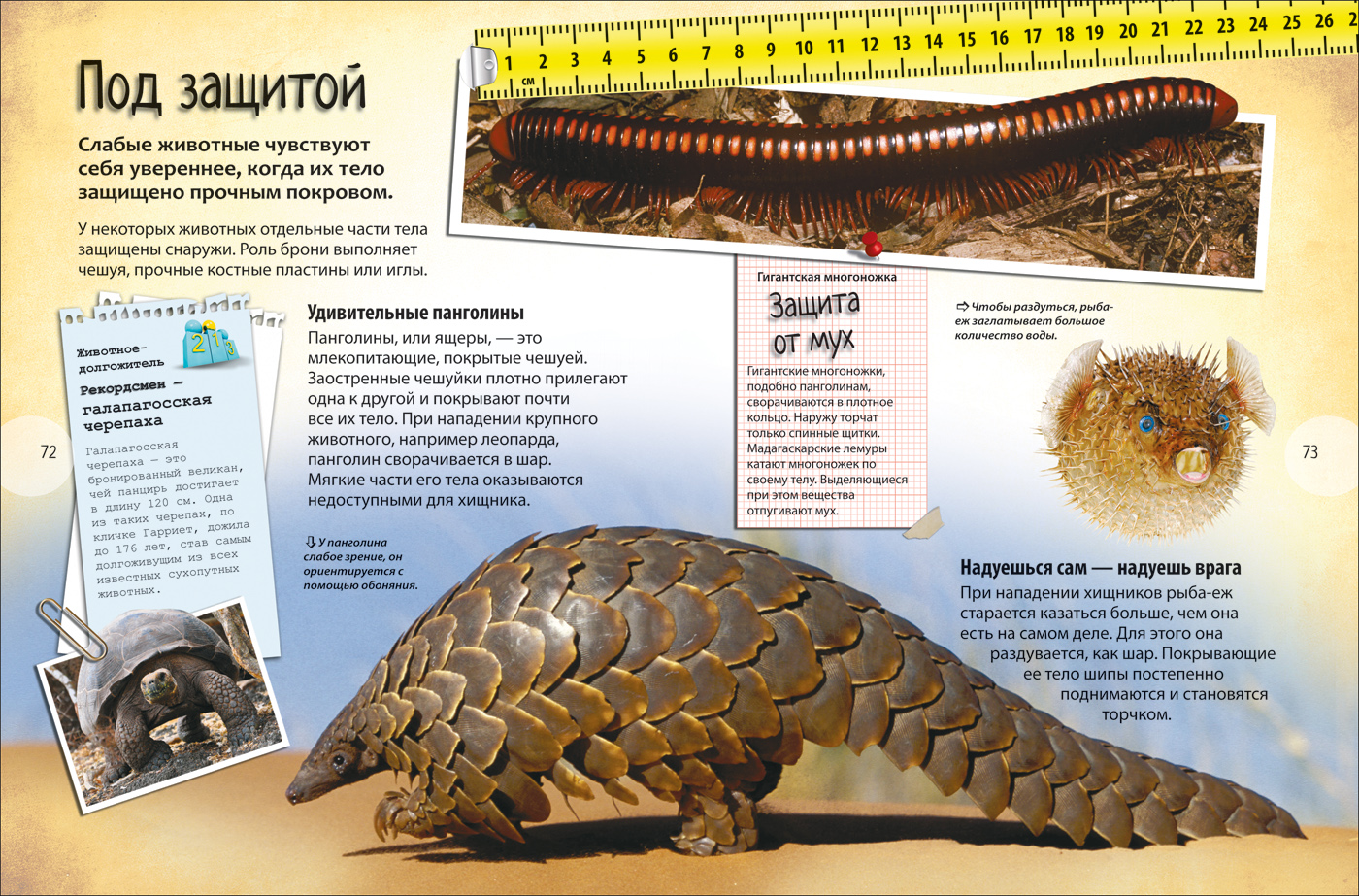 Животные. Энциклопедия удивительных фактов - купить детской энциклопедии в  интернет-магазинах, цены на Мегамаркет | 32214