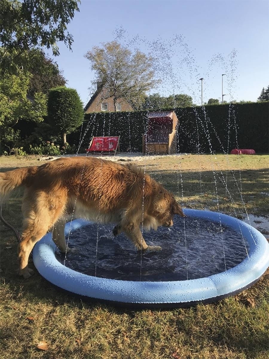 бассейн для животных
