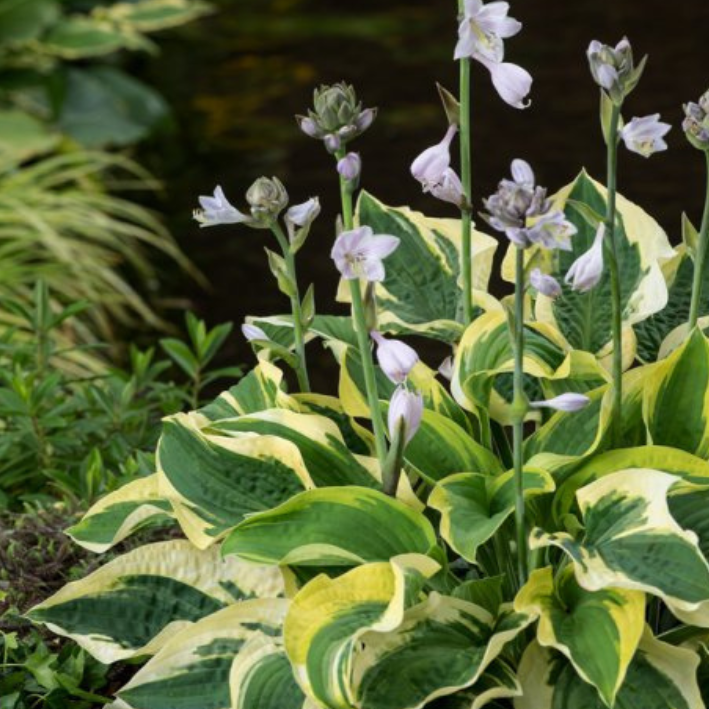 Хоста волверайн фото и описание. Хоста (Hosta `wide Brim`). Хоста Карин. Хоста Бродвей. Хоста Вайт Кристмас.