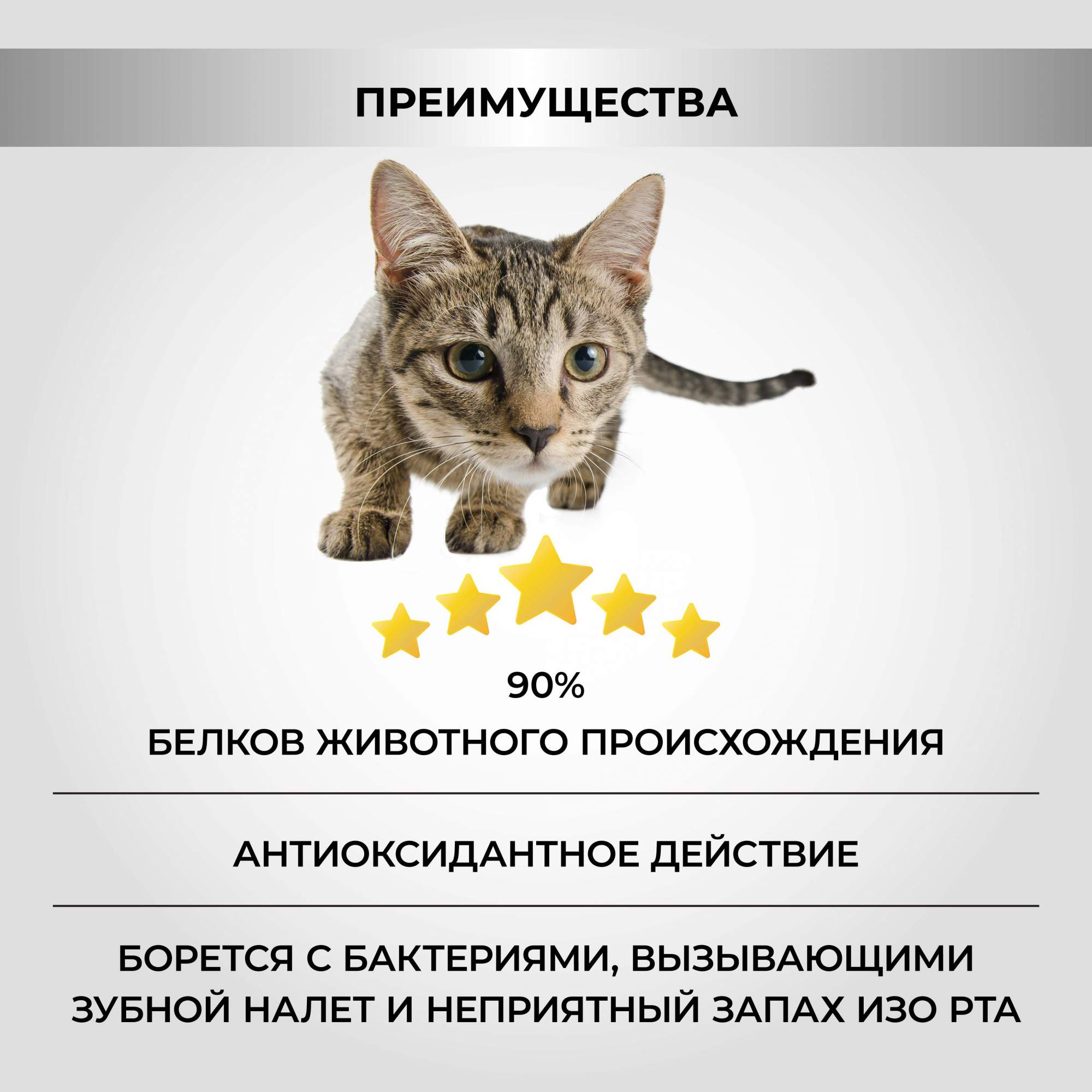 Стерилизация Кошек Тюмень Цена