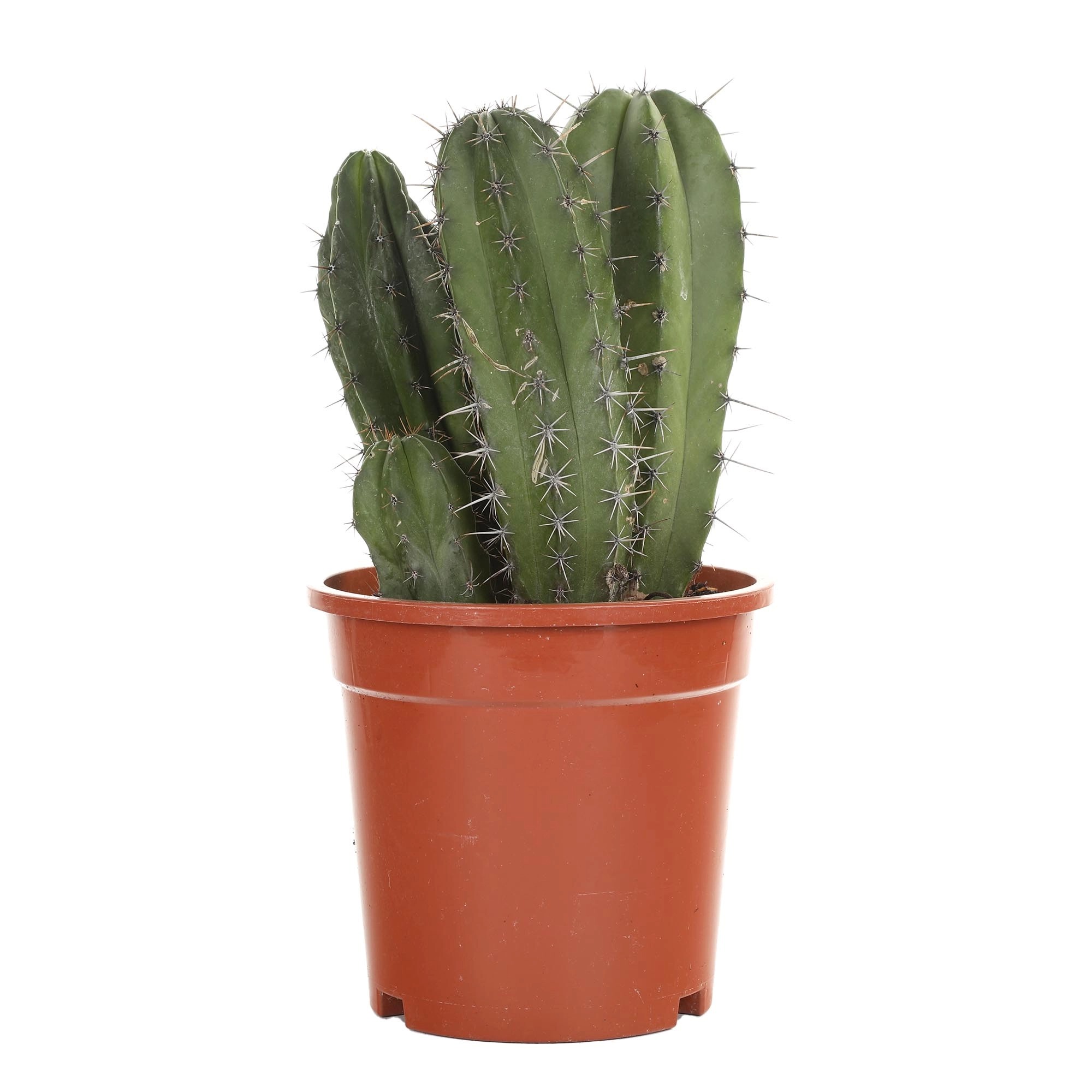 Кактусы Купить Интернет Магазин Недорого