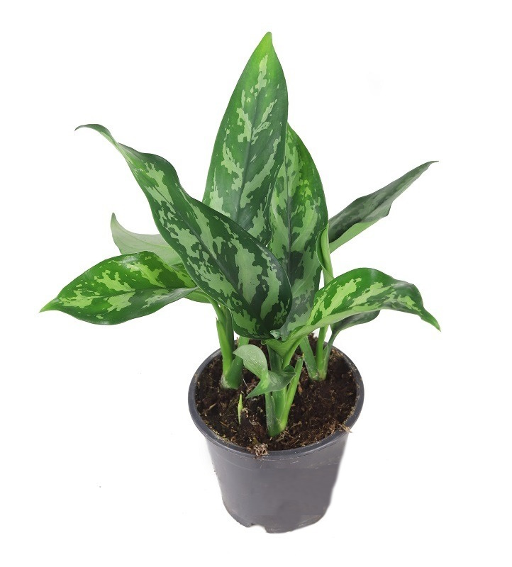 Аглаонема мария фото и описание сорта Аглаонема Aglaonema maria h35 см d12 см - купить в Москве, цены на Мегамаркет 10