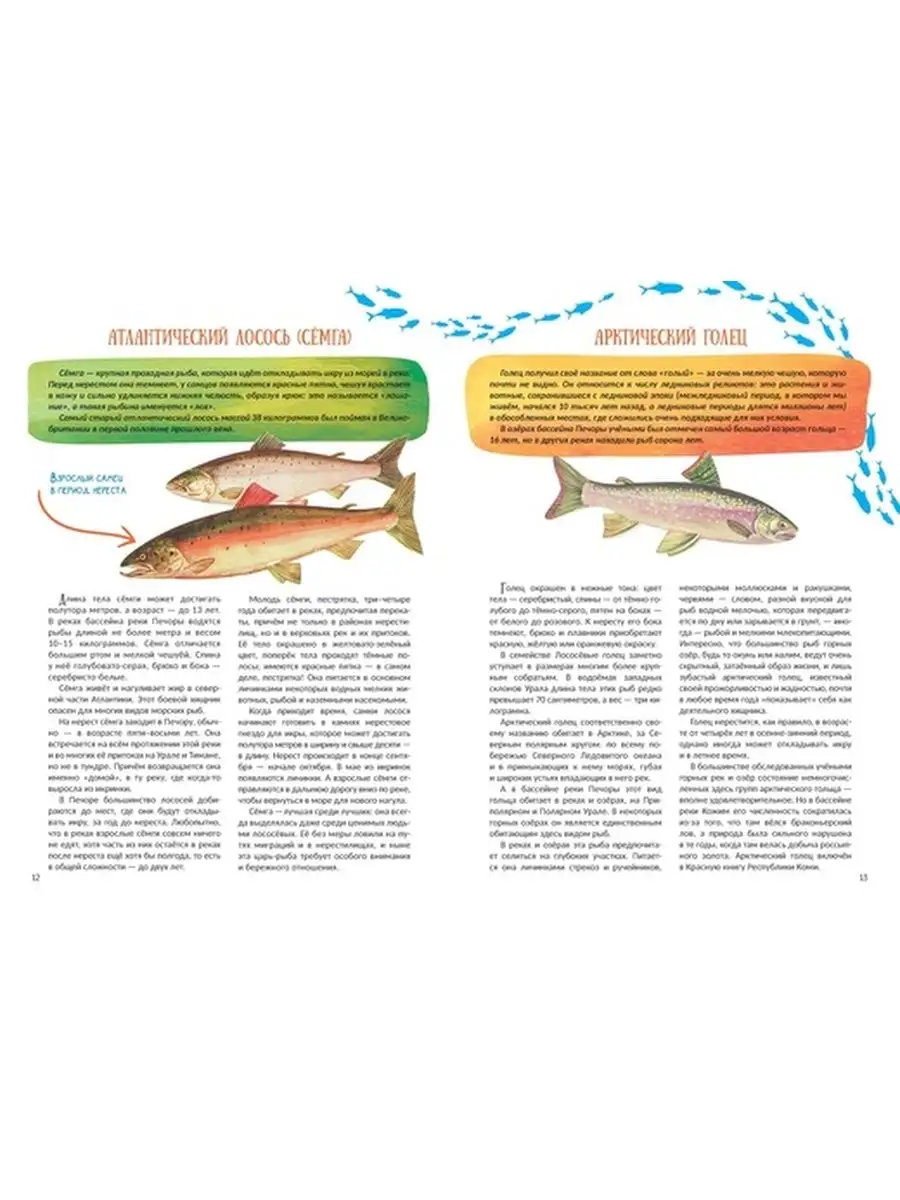 Северные рыбы Бассейн реки Печоры – купить в Москве, цены в  интернет-магазинах на Мегамаркет
